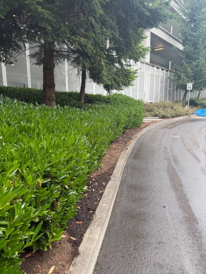 Street Sweeping After Picture 1