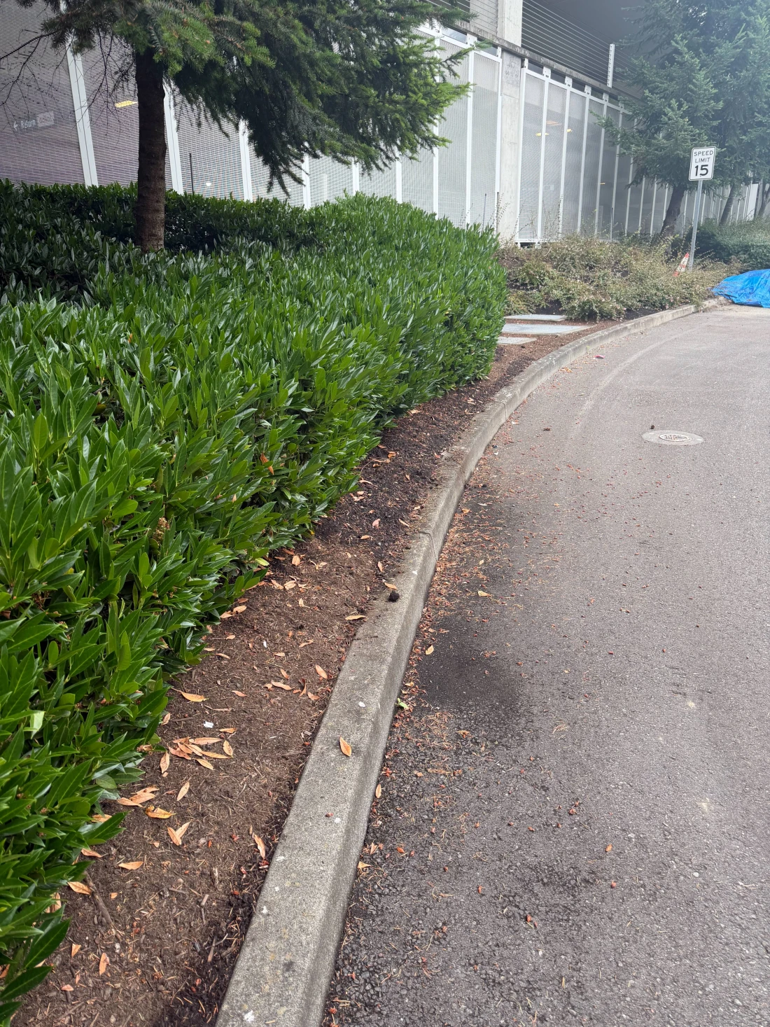 Street Sweeping Before Picture 1